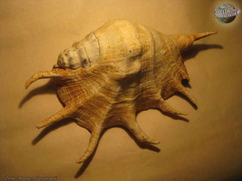 Гигантский Лямбис