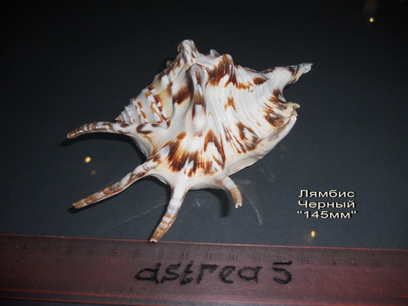 Оранжевый Лямбис