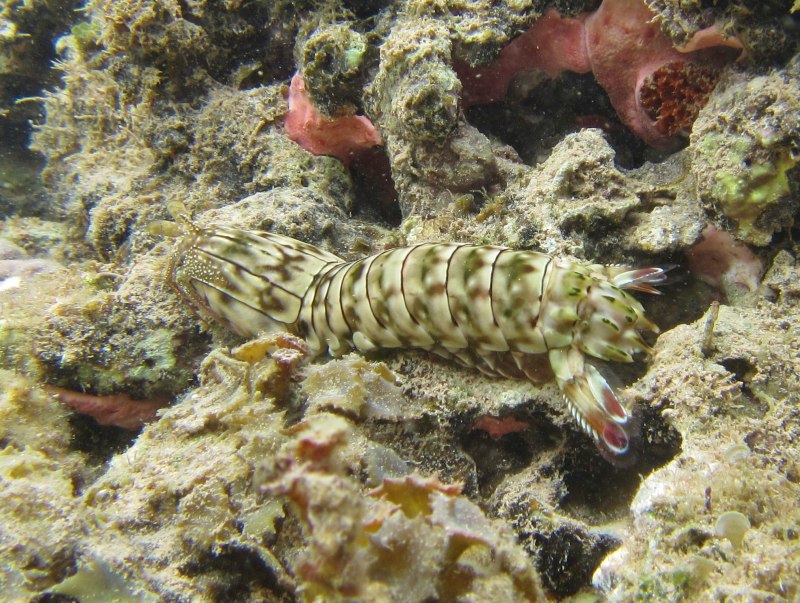 Gonodactylus smithii