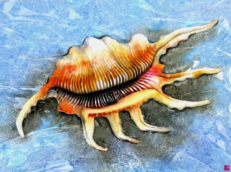 Лямбис моллюск