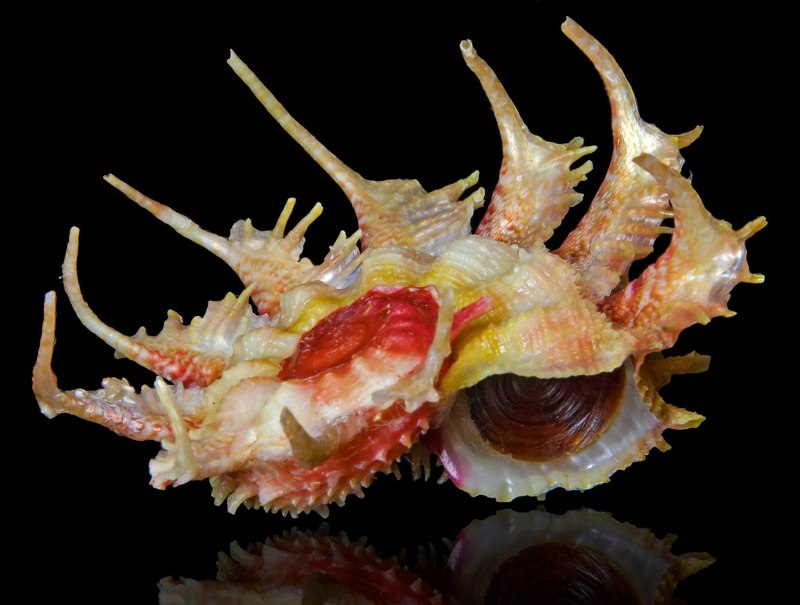Морские раковины Ангария