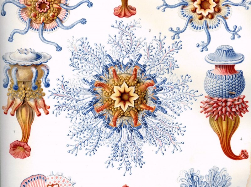 Haeckel Fashion model