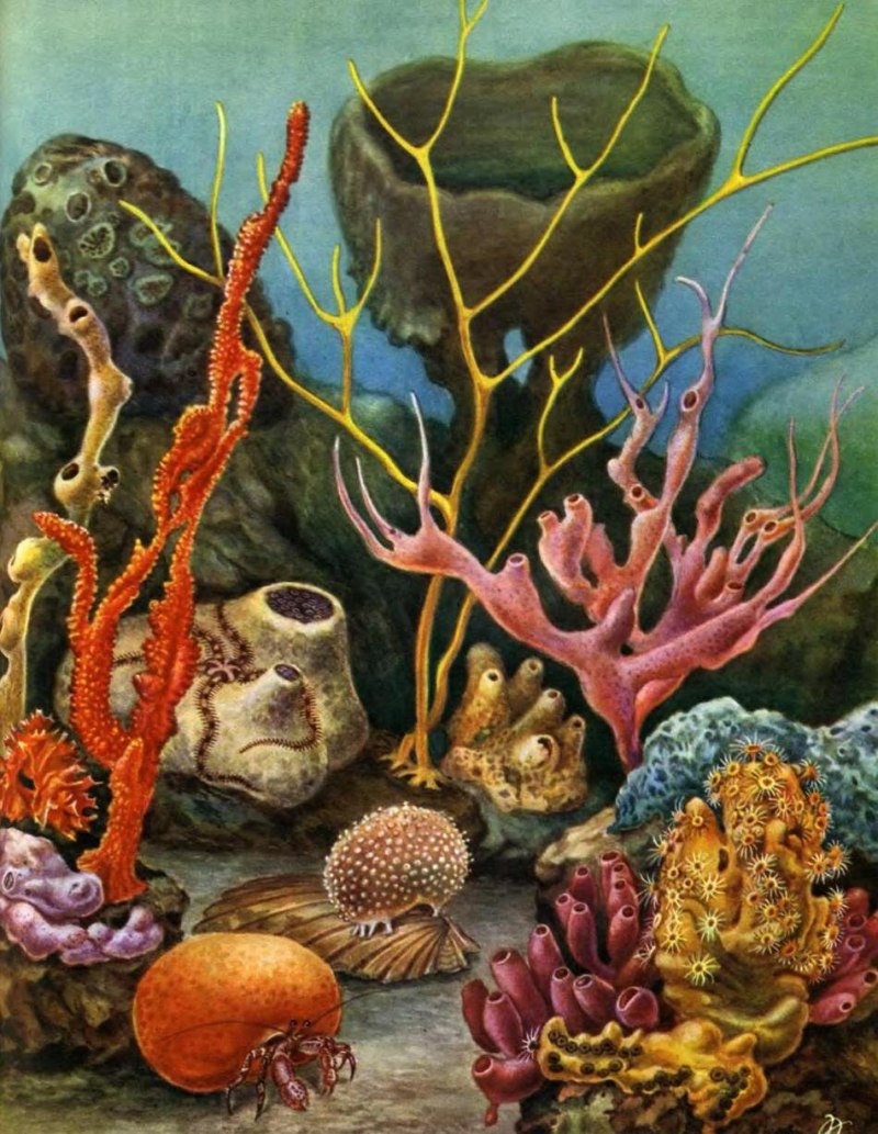 Губки Porifera Spongia