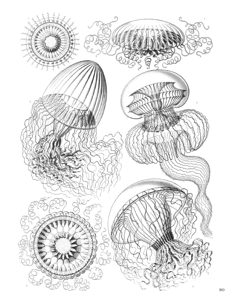 Эрнст Геккель Art forms in nature