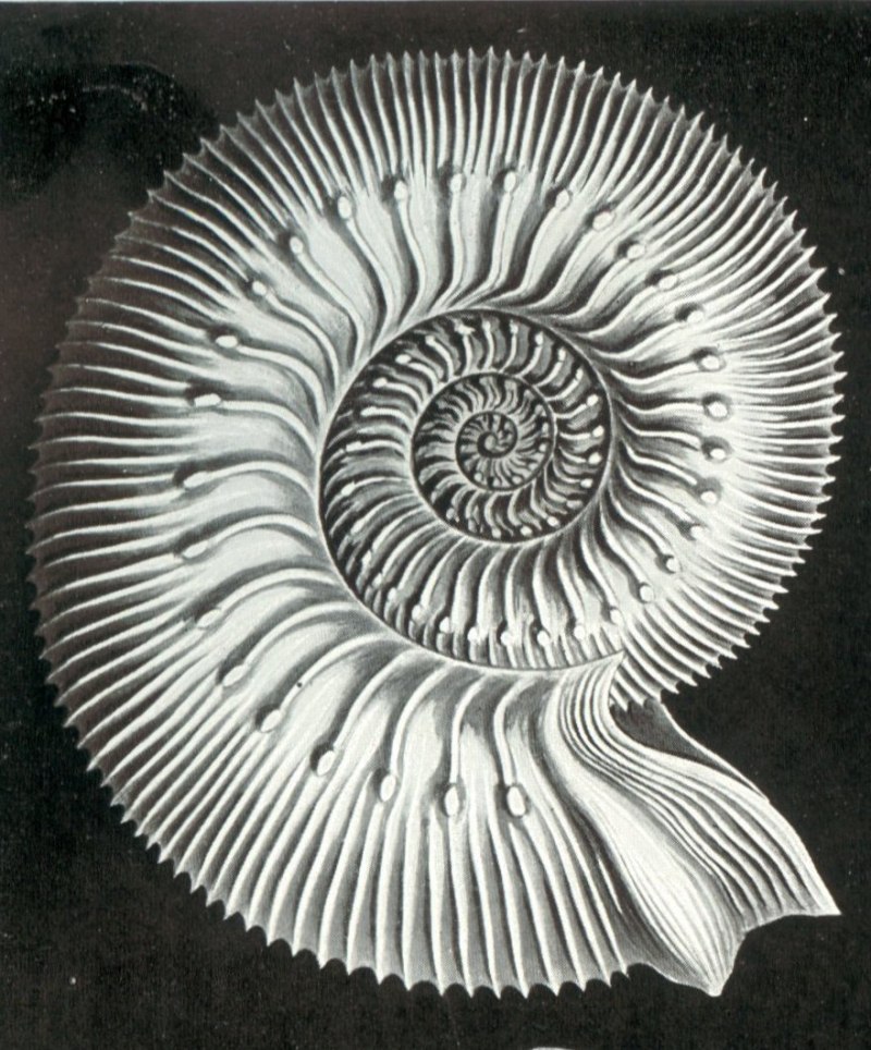 Геккель Диана