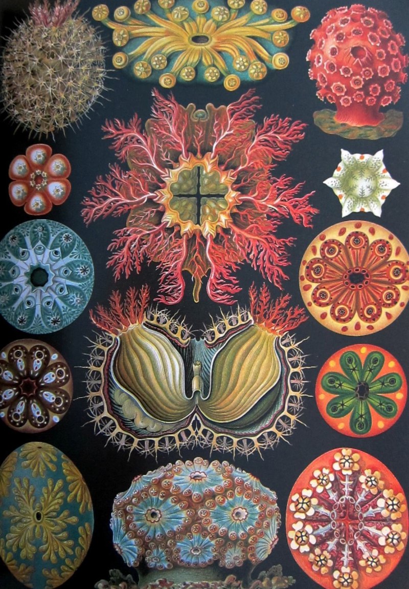 Art forms in nature, Ernst Haeckel