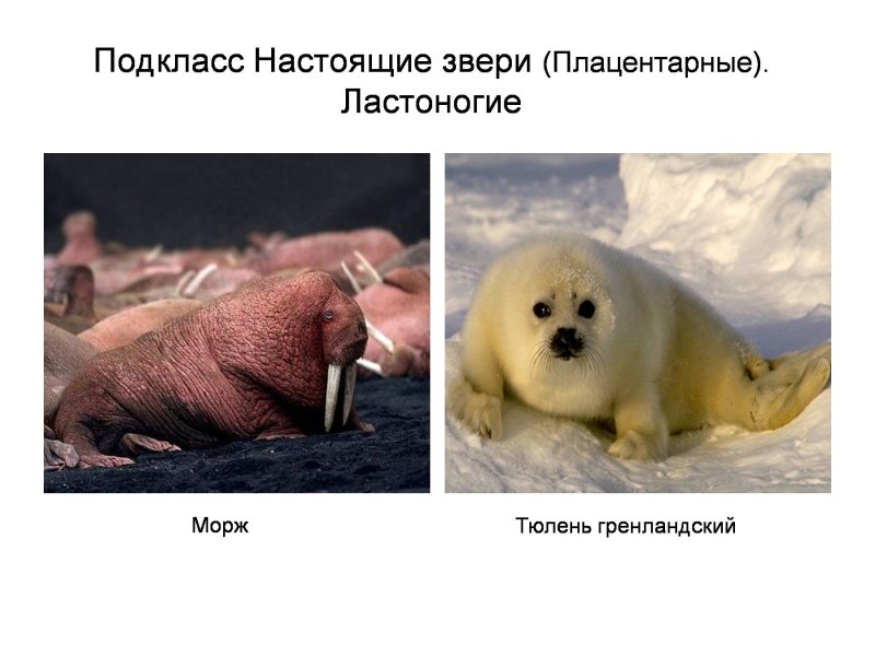 Плацентарные ластоногие млекопитающие