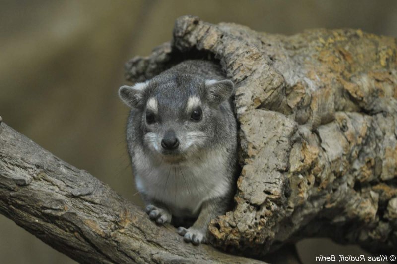 Heterohyrax brucei