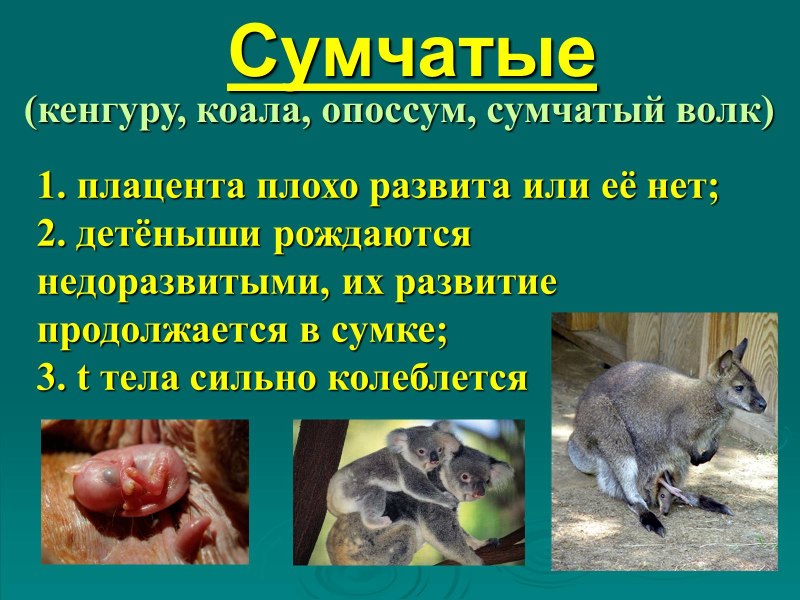 Признаки сумчатых животных