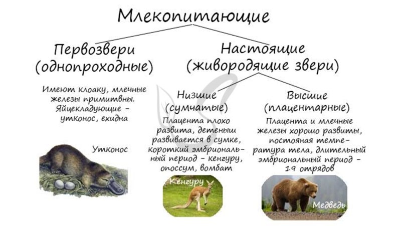 Классификация млекопитающих схема