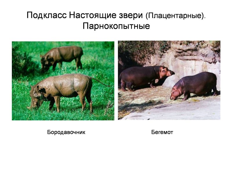 Настоящие звери плацентарные