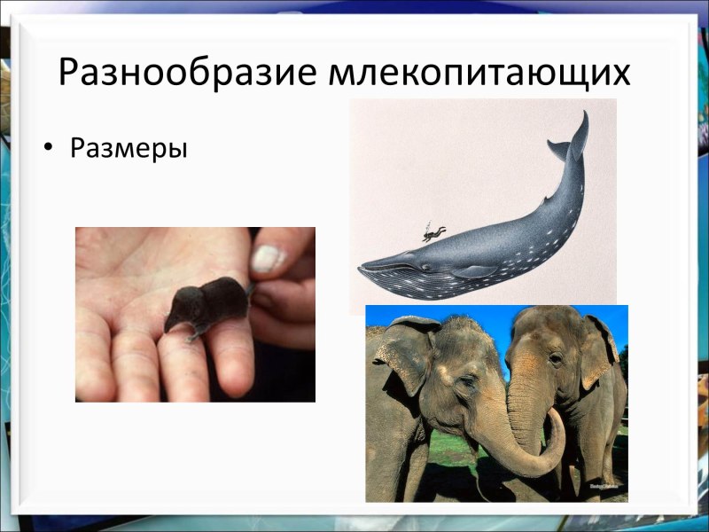Многообразие млекопитающих