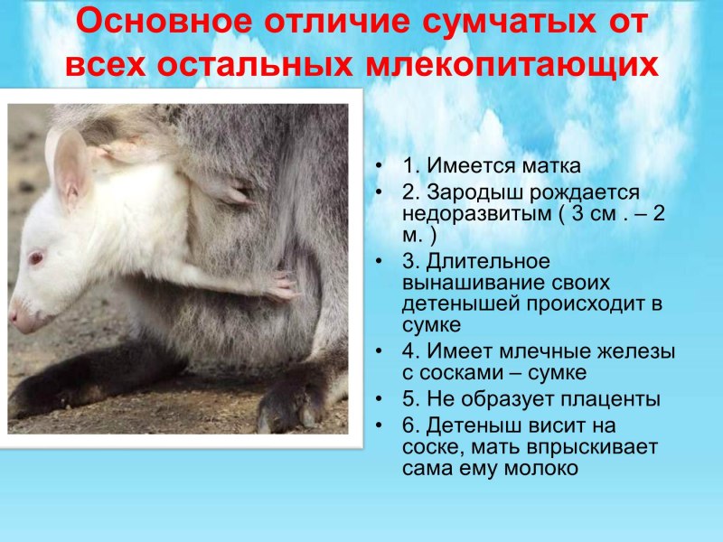 Сумчатые характеристика