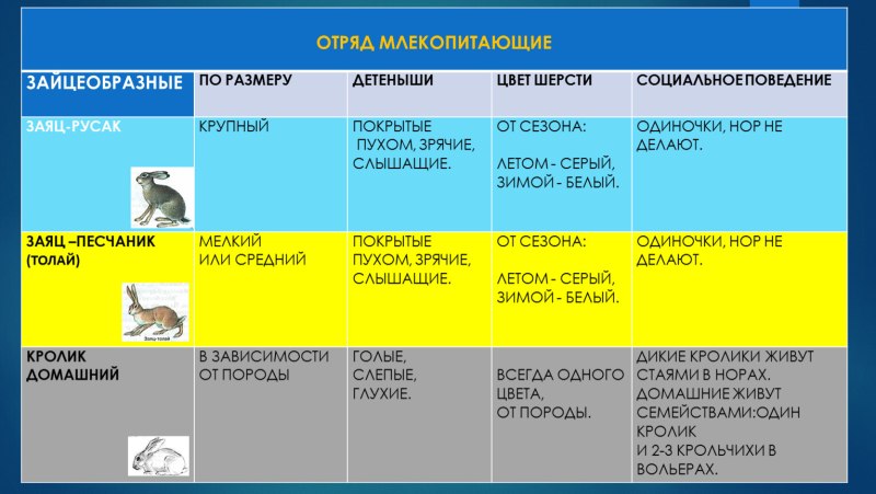 Таблица отряд млекопитающих зайцеобразные