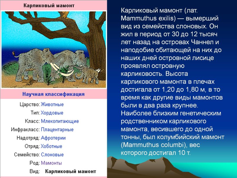 Презентация на тему мамонты