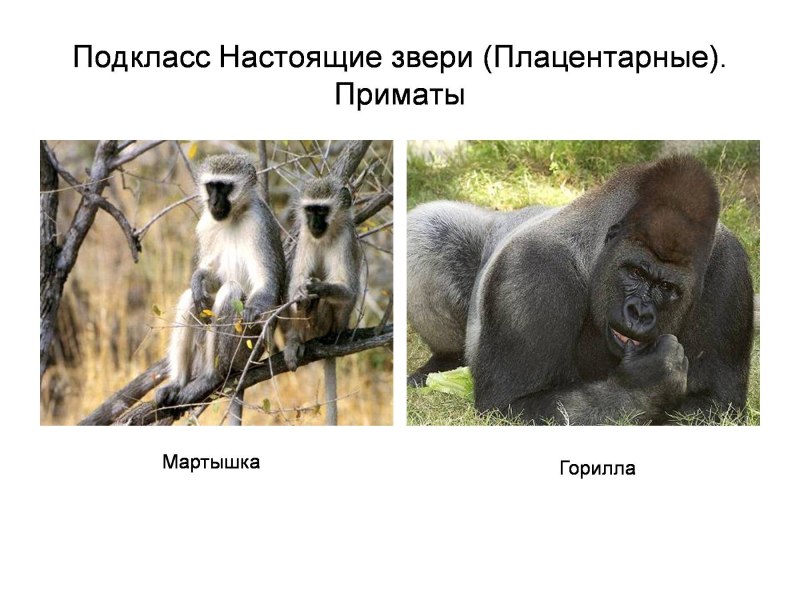 Плацентарные млекопитающих приматы