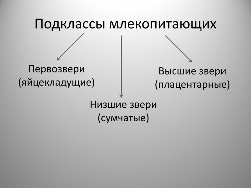 Подклассы млекопитающих