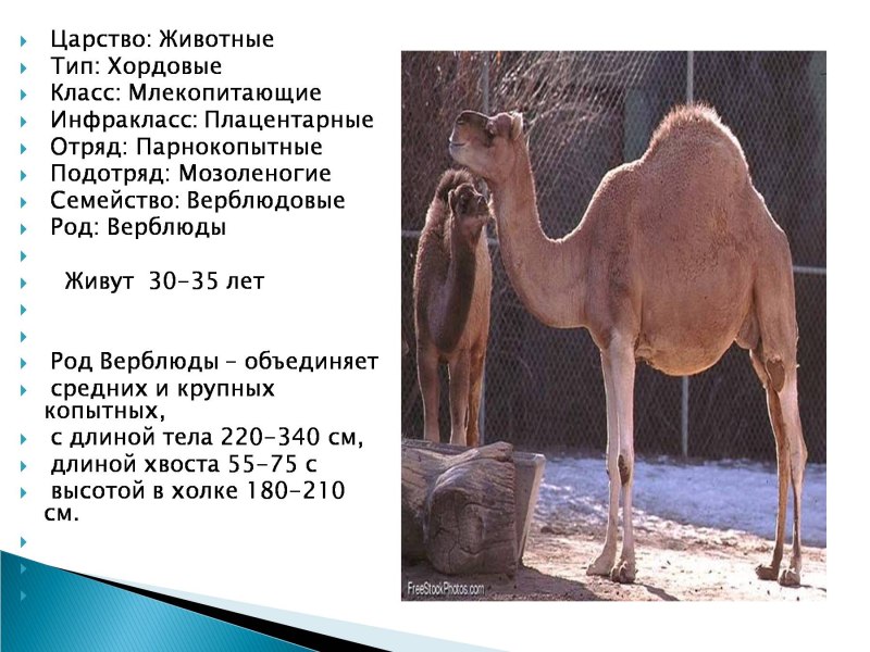 Мозоленогие млекопитающие