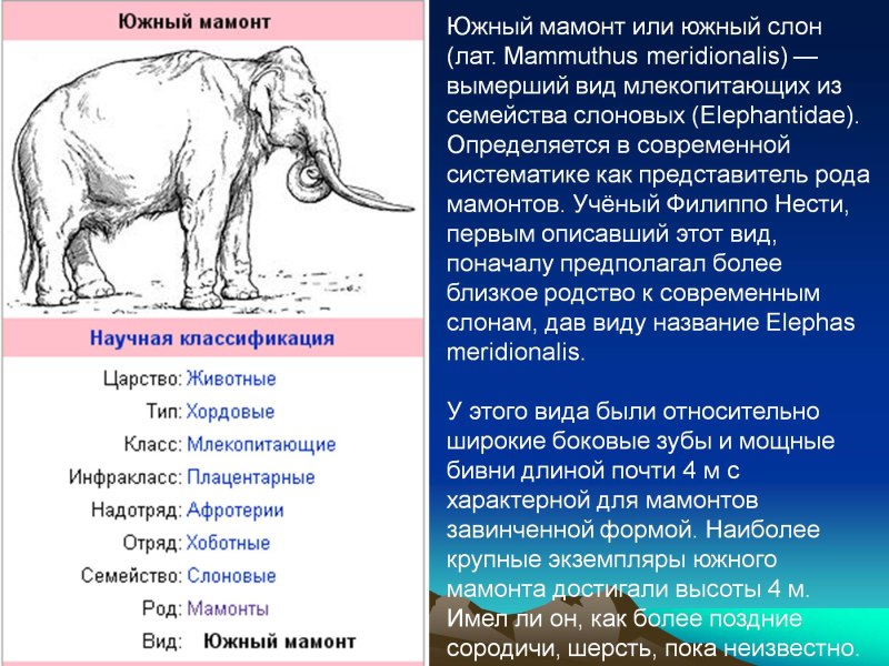 Классификация слона