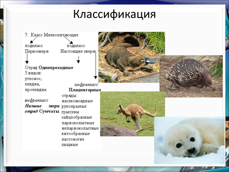 Класс млекопитающие животные