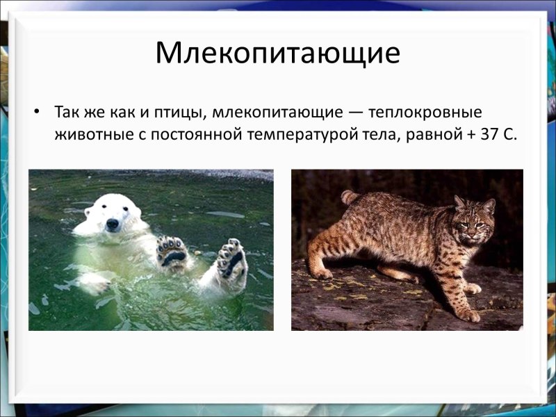Теплокровные млекопитающие