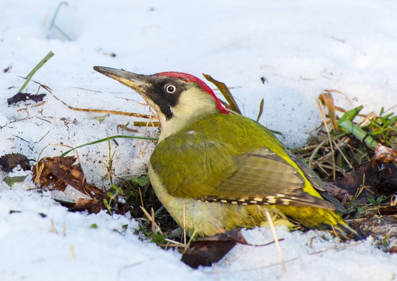 Picus viridis (зеленый дятел)