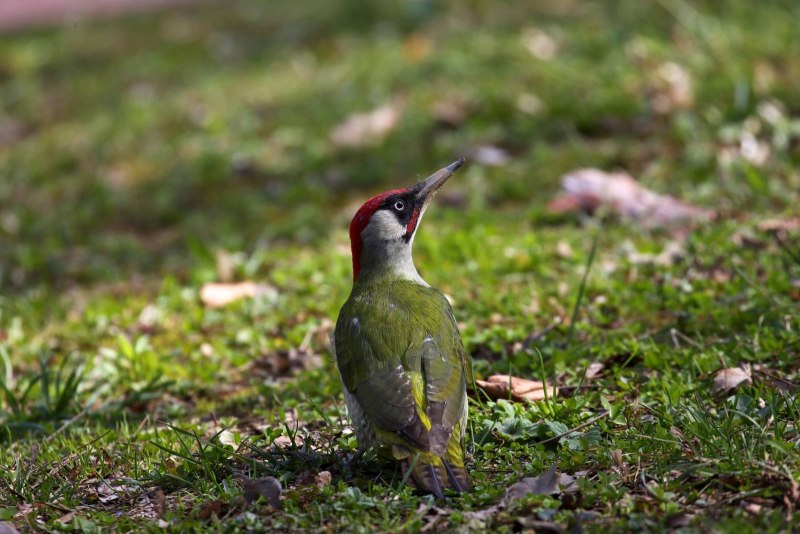 Зеленый дятел -Picus viridis Linnaeus (1758)