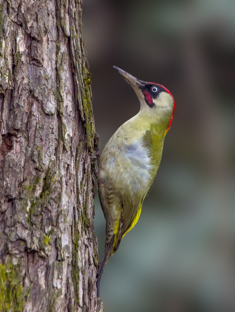 Picus viridis (зеленый дятел)