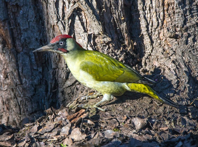 Зеленый дятел -Picus viridis Linnaeus (1758)