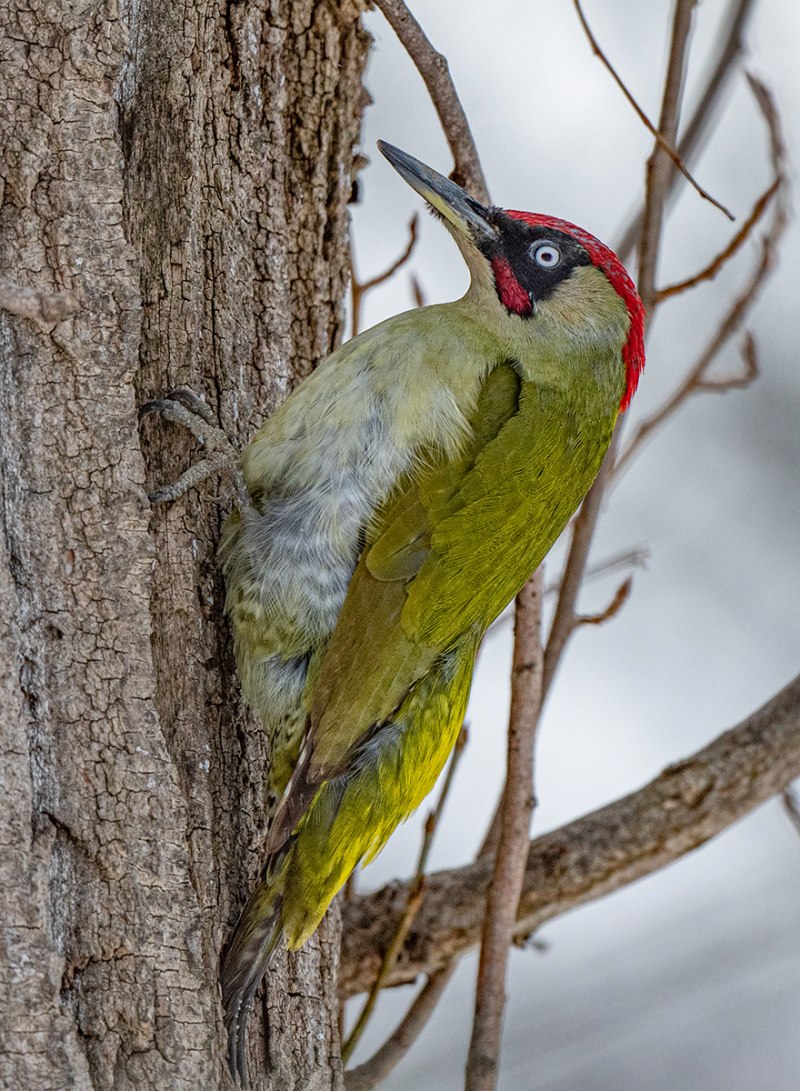 Picus viridis (зеленый дятел)