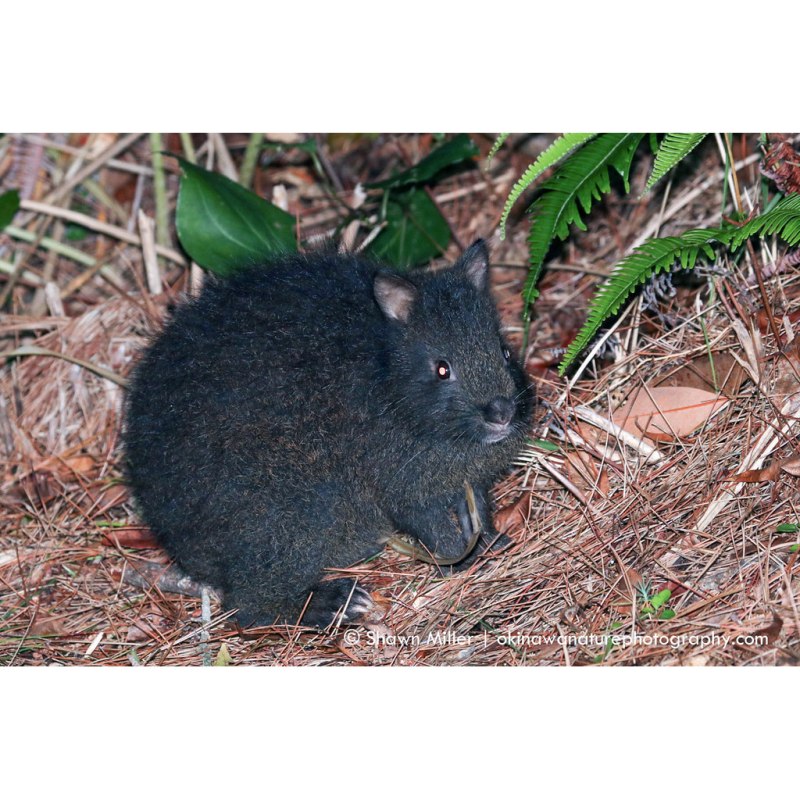Древесный заяц Pentalagus furnessi