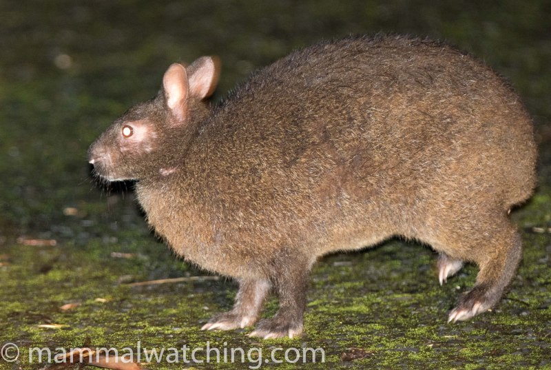 Pentalagus furnessi