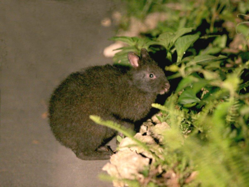Pentalagus furnessi