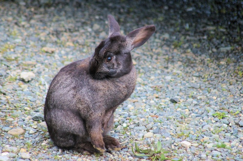 Древесный заяц Pentalagus furnessi