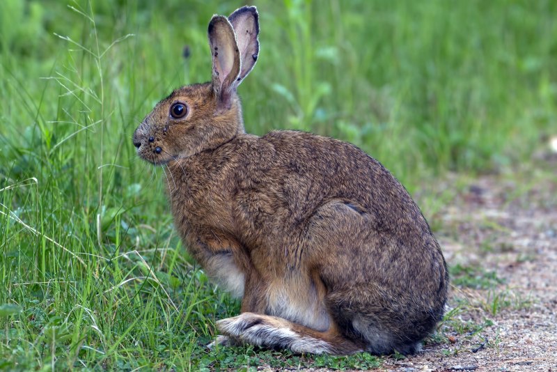 Маньчжурский заяц Lepus mandshuricus