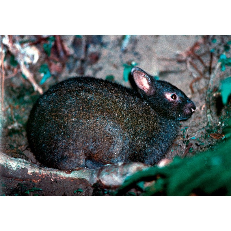 Pentalagus furnessi