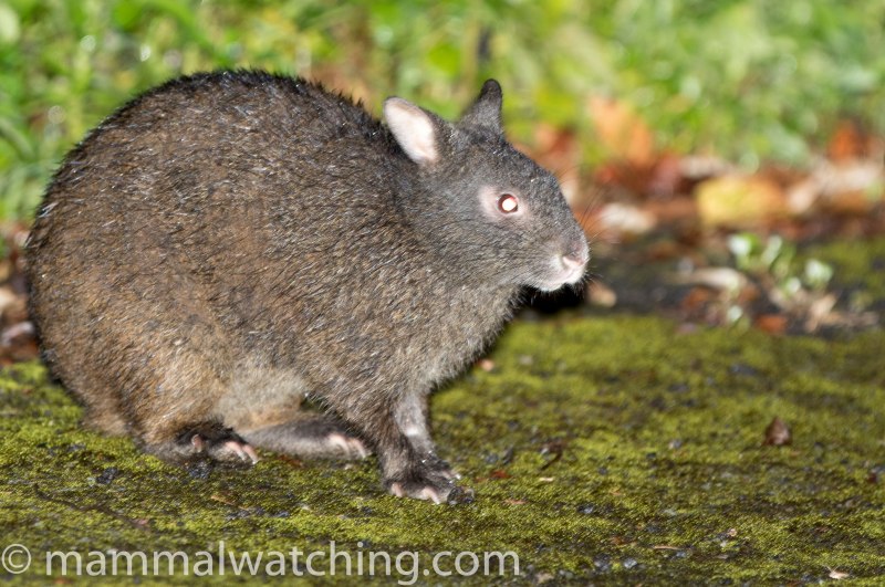 Pentalagus furnessi