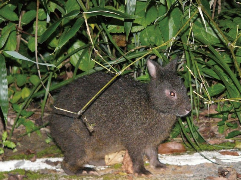 Древесный заяц Pentalagus furnessi