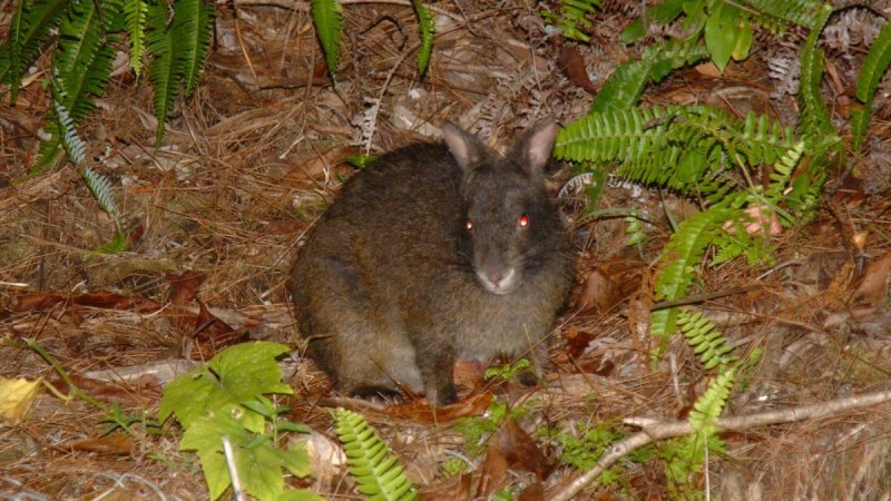 Pentalagus furnessi