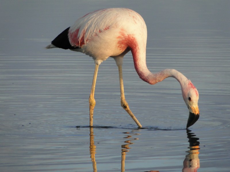 Phoenicoparrus andinus