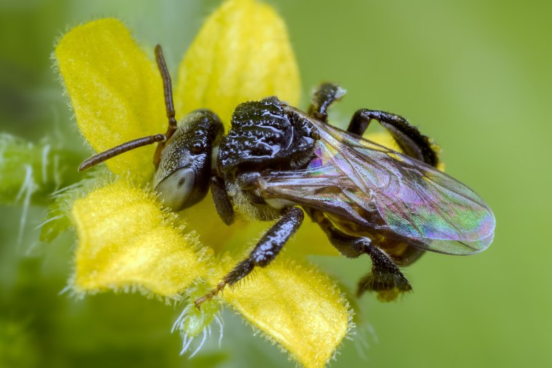 Stingless Bee