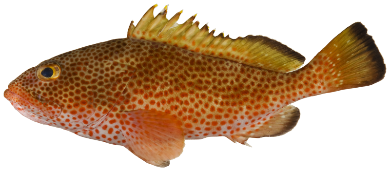 Epinephelus guttatus