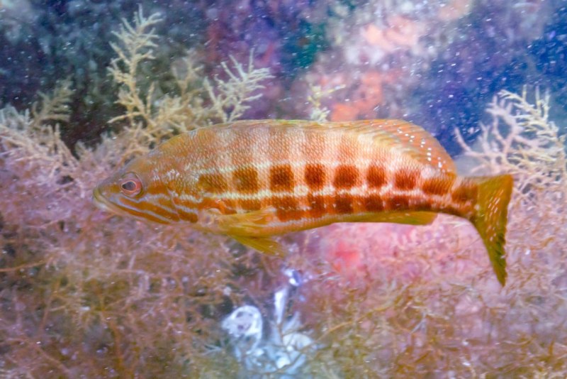 Serranus Cabrilla