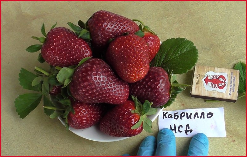 Клубника ремонтантная Кабрилло