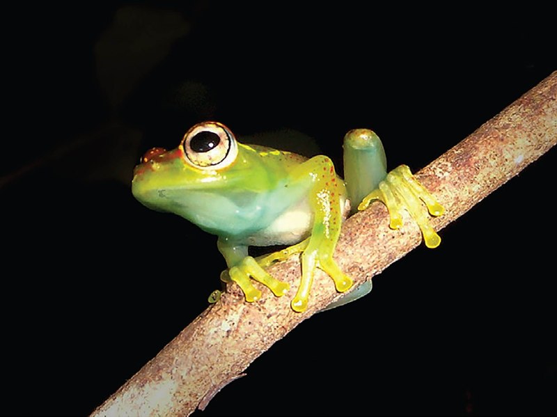 Boophis rappiodes