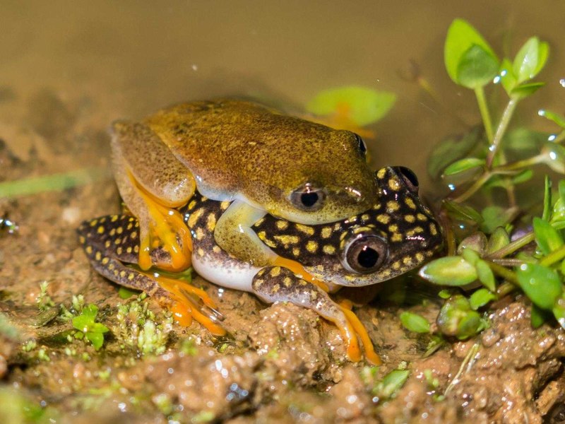 Heterixalus alboguttatus