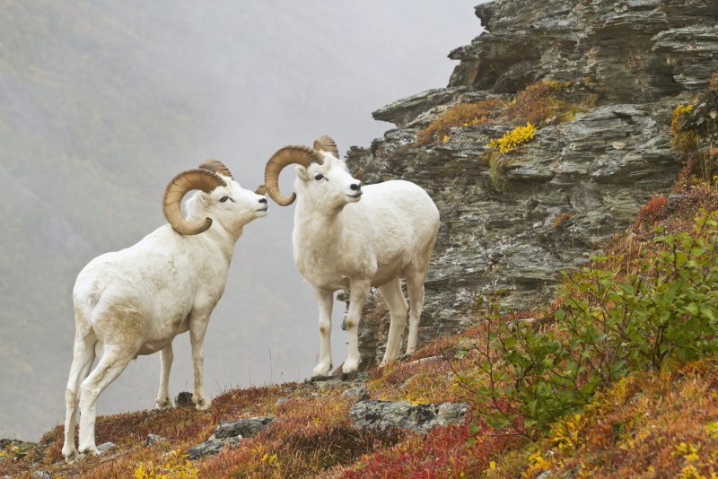 Ovis Dalli