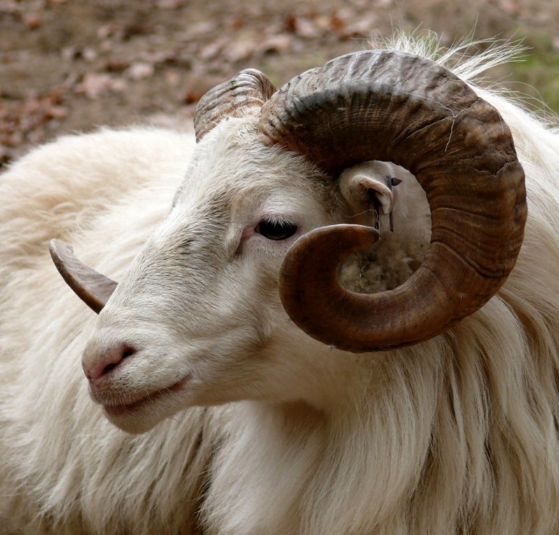 Большерогий баран