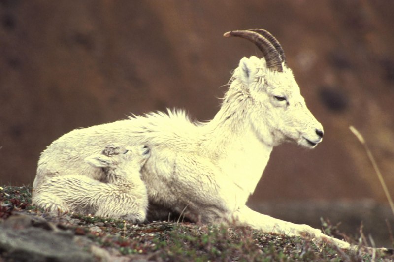 Dall Sheep in Arctic