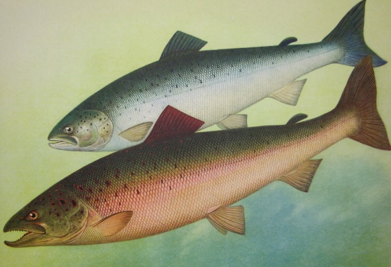 Лосось Salmo Salar.